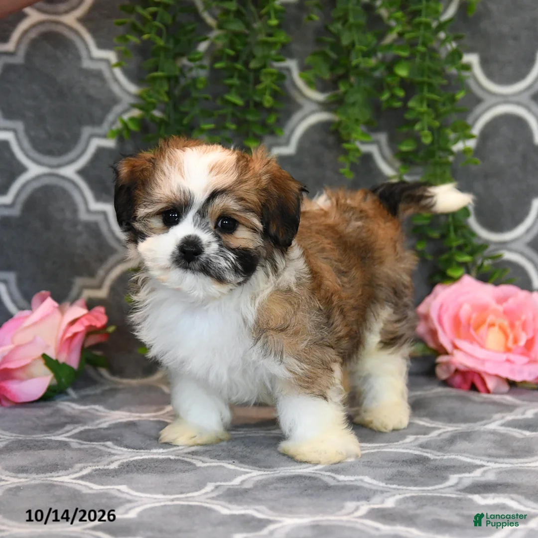 Mixed Breed dogs for sale: Dolly - Ad 2
