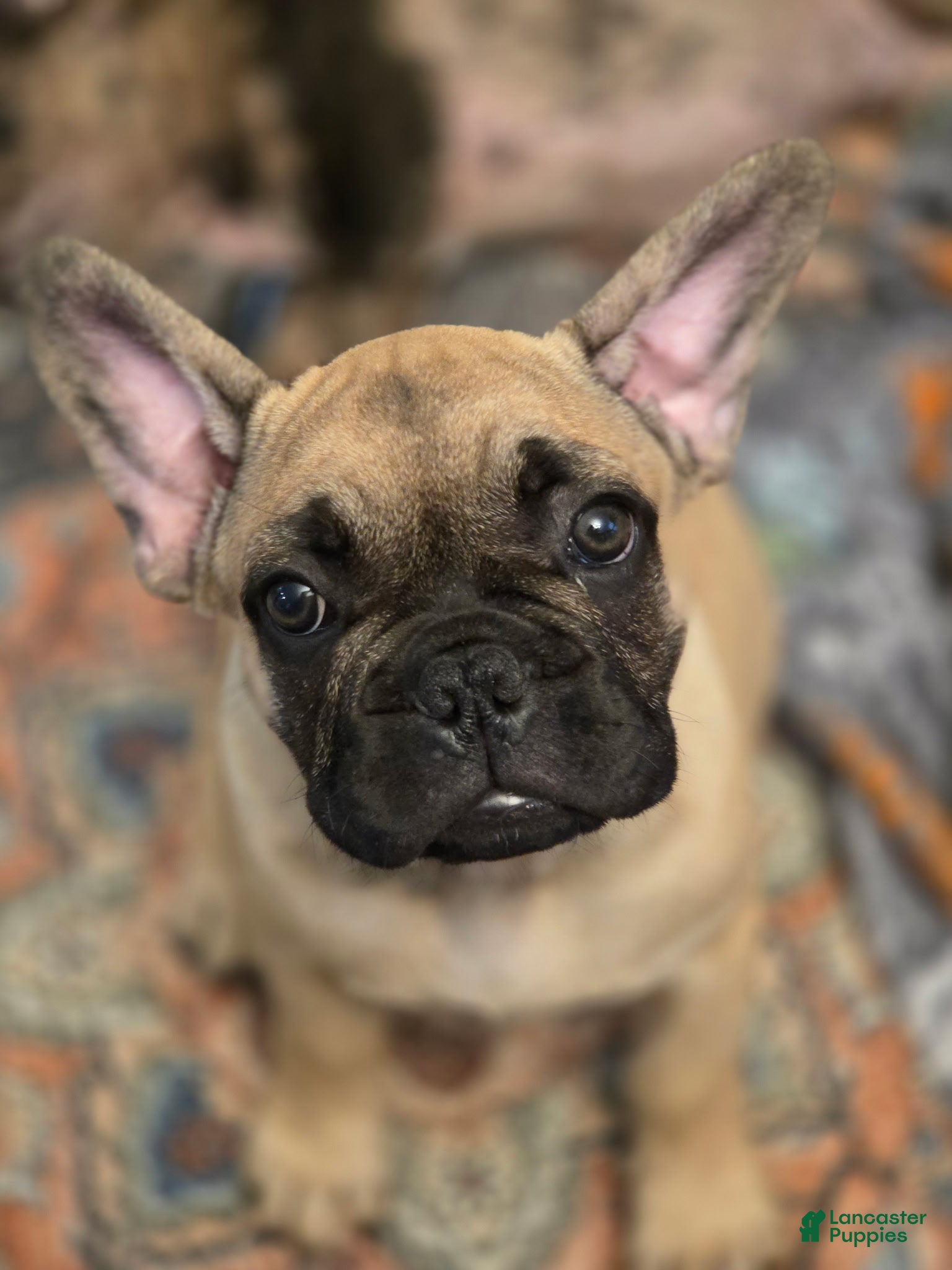 French Bulldog dogs Meeko - Ad 2