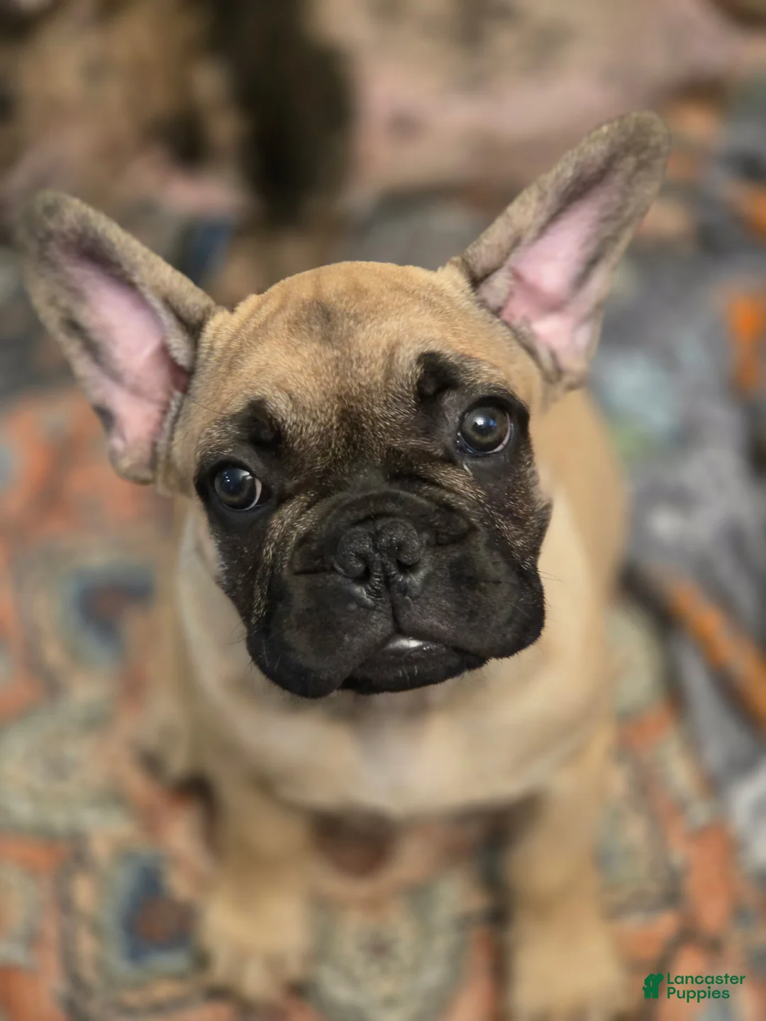 French Bulldog dogs for sale: Meeko - Ad 2