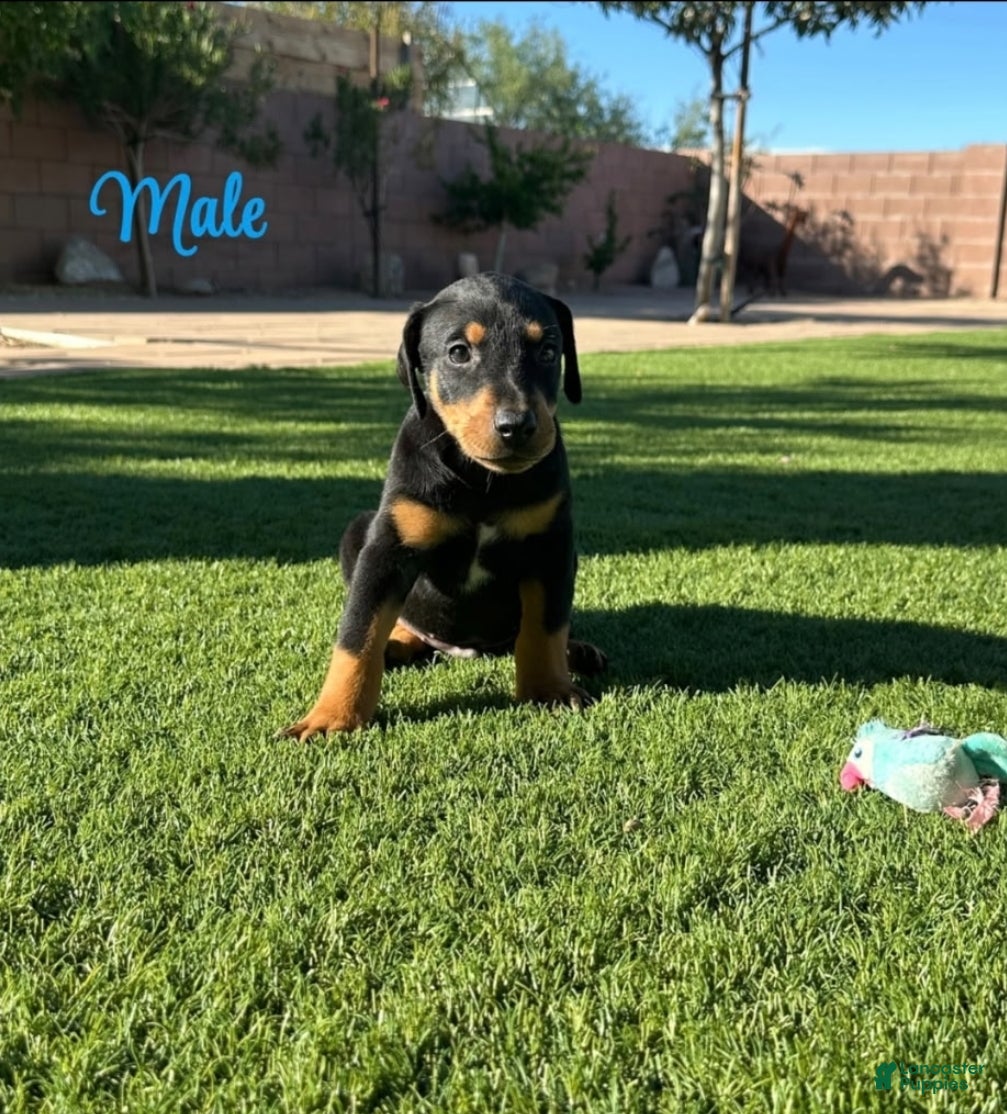 Doberman Pinscher dogs Akira M3 - Ad 7