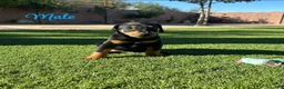 Doberman Pinscher dogs for sale: Akira M3 - Ad 1