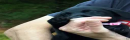 Labrador Retriever dogs for sale: Labrador Retriever 1 - Ad 11