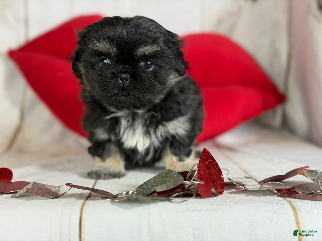Pekingese dogs for sale: ACA dancer black and tan  - Ad 9