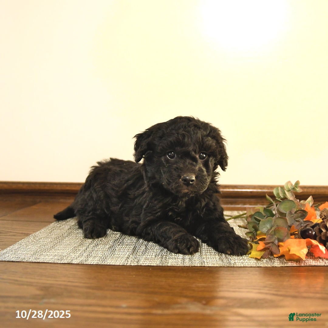 Mini Goldendoodle dogs for sale: Stella - Ad 8