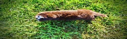 Havapoo dogs for sale: Emma - Ad 11