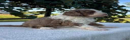 Aussiedoodle dogs for sale: Butternut Miniature Aussiedoodle  - Ad 2