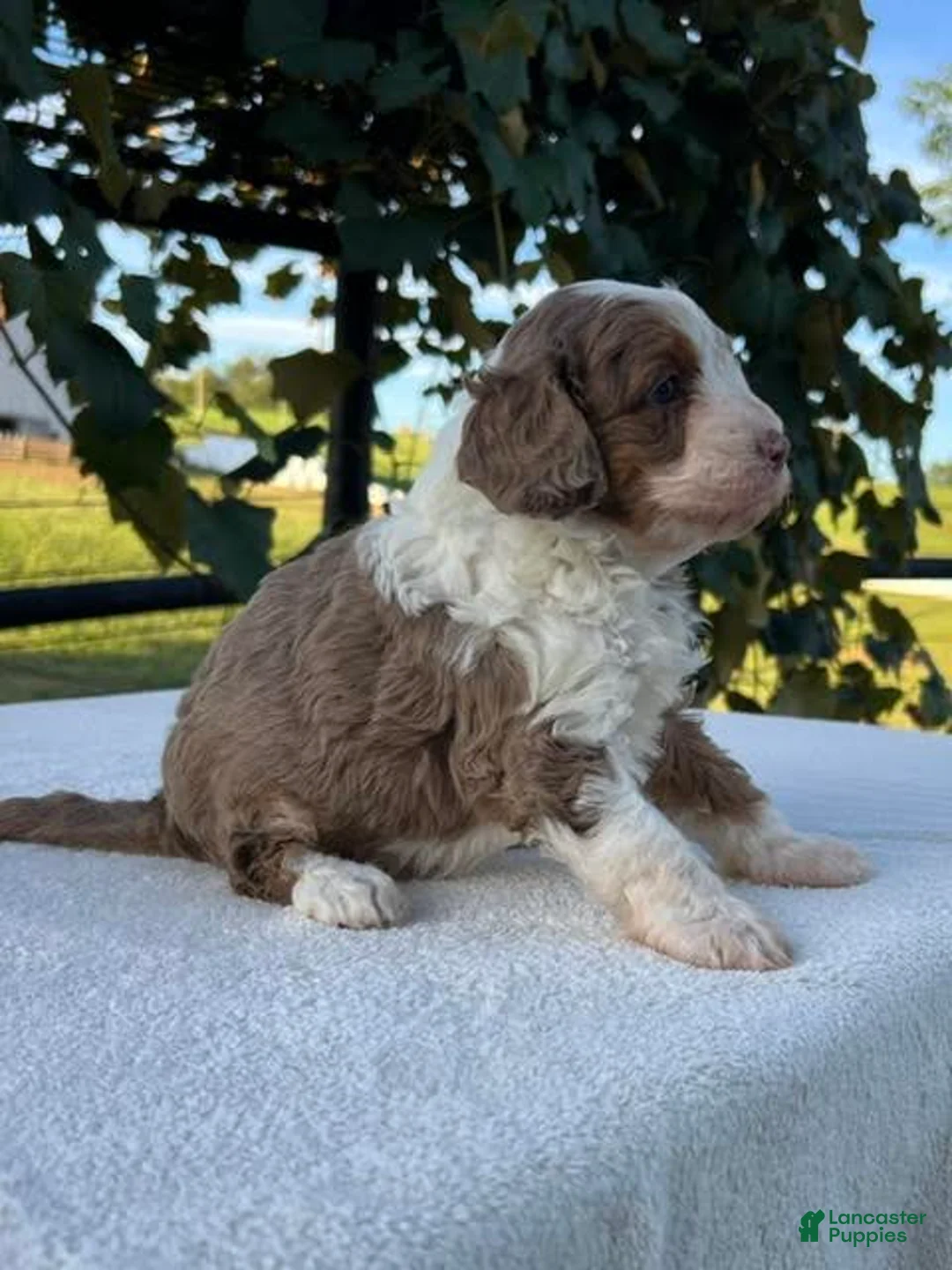 Aussiedoodle dogs for sale: Butternut Miniature Aussiedoodle  - Ad 2