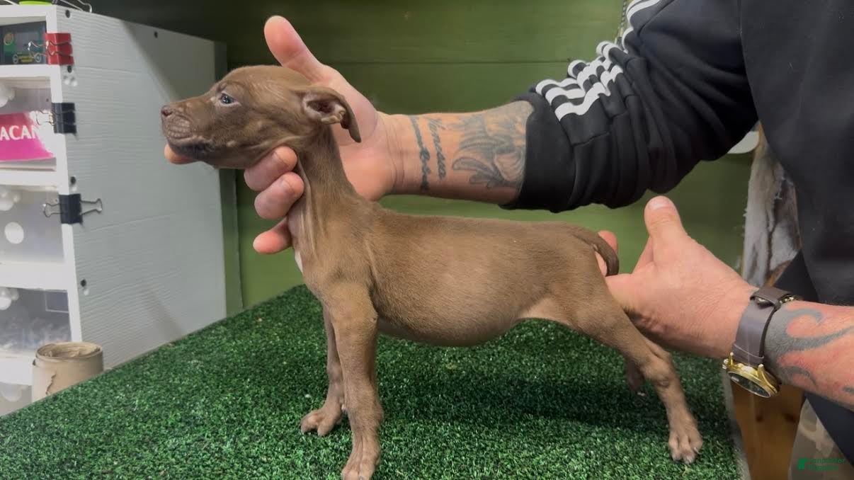 American Pit Bull Terrier dogs American Pit Bull Terrier Puppy 4 - Ad 2