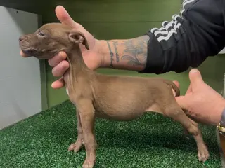 American Pit Bull Terrier dogs American Pit Bull Terrier Puppy 4 - Ad 3