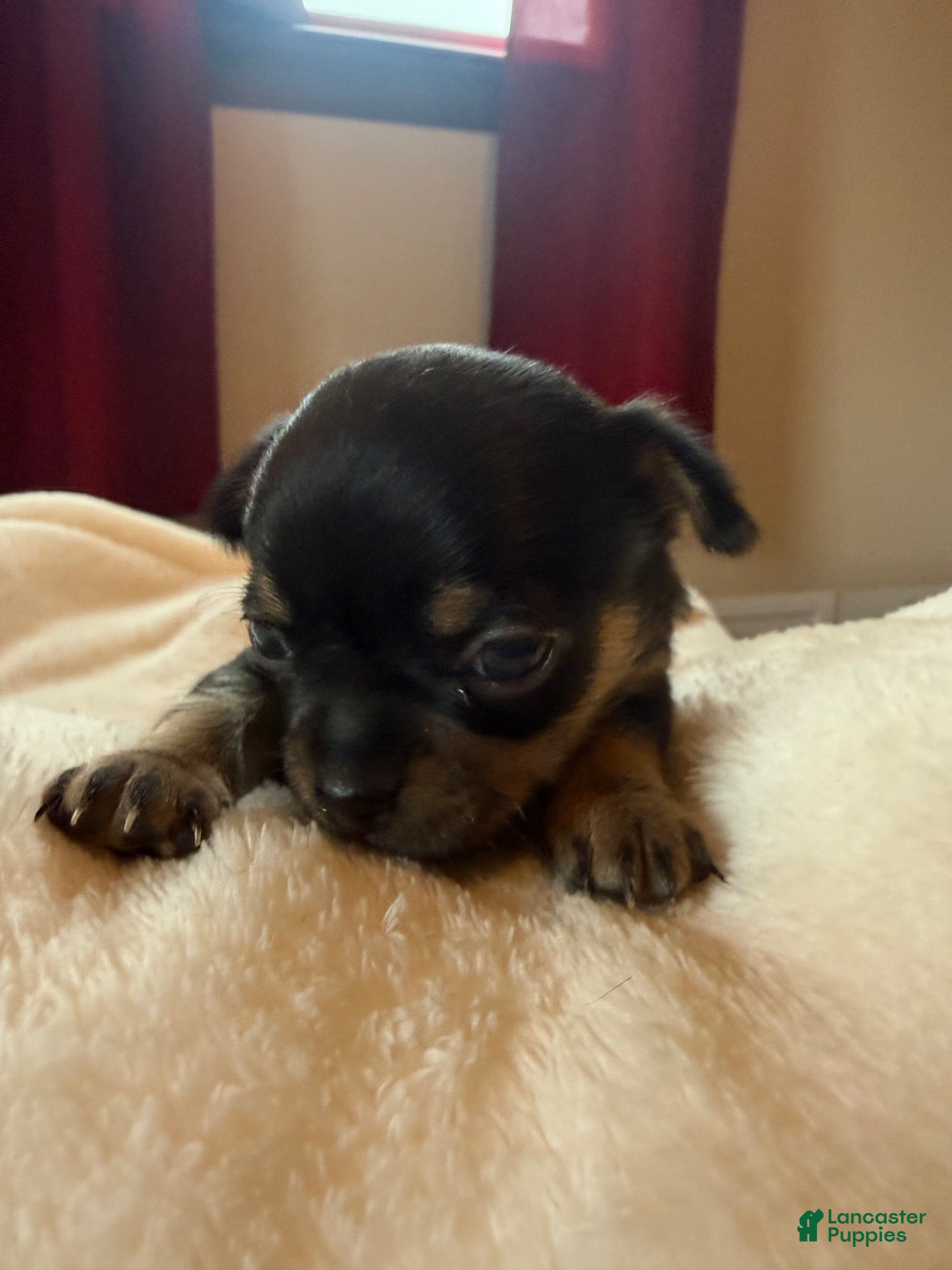 Chihuahua dogs Chihuahua 4 - Ad 1