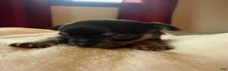 Chihuahua dogs for sale: Chihuahua 4 - Ad 1