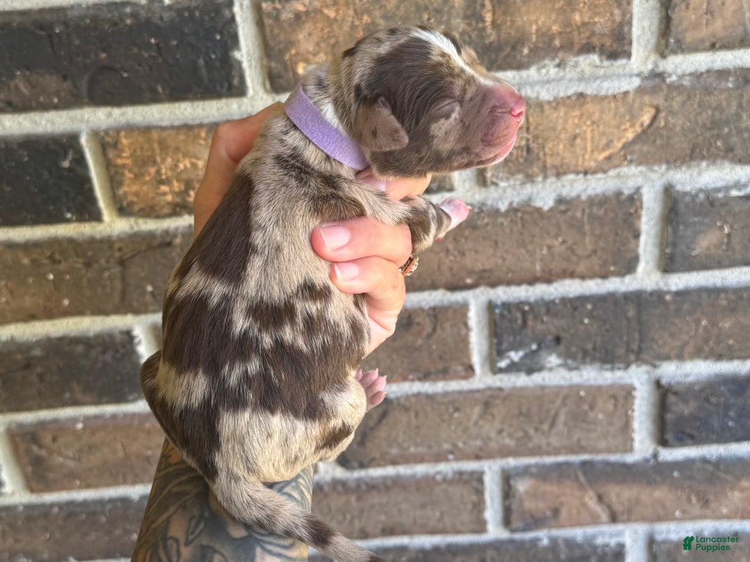 German Shepherd Catahoula Puppies For Adoption Catahoula Leopard