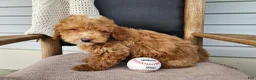 Mini Bernedoodle dogs for sale: Spencer - Ad 6