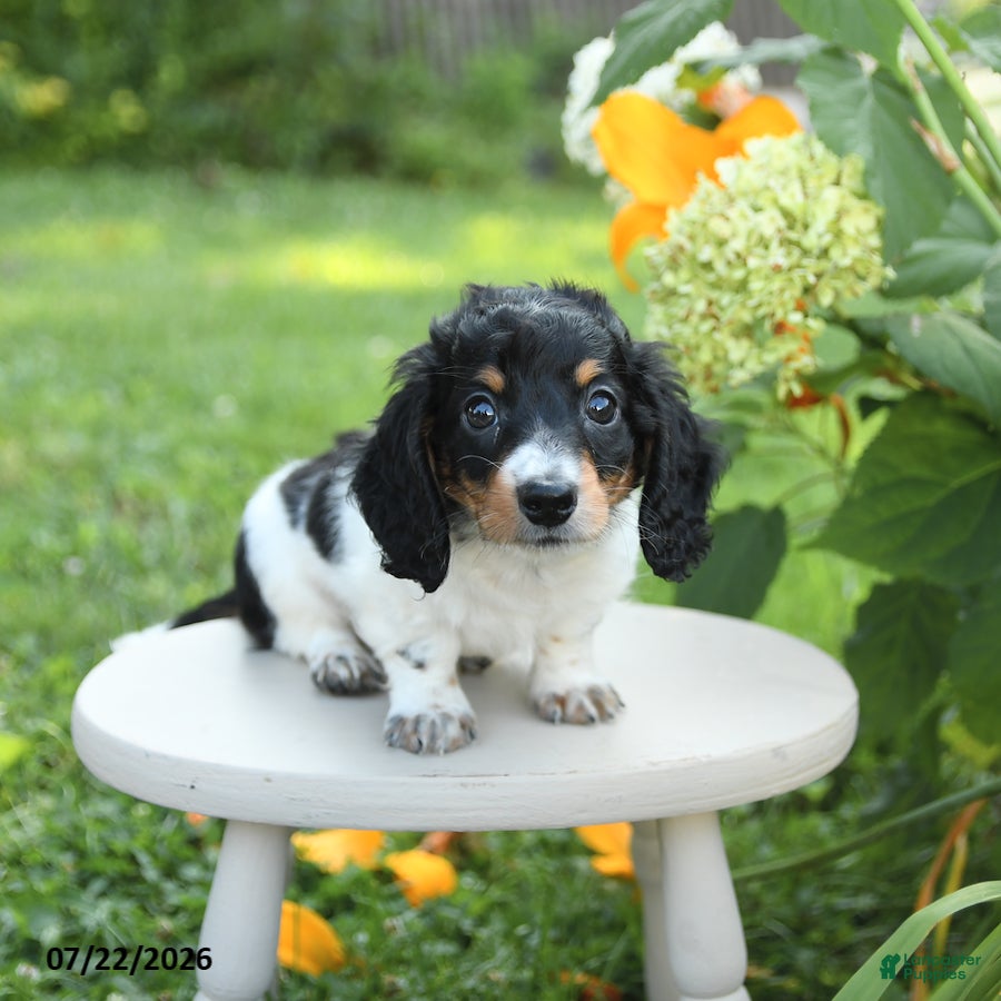 Miniature Dachshund dogs Prince   - Ad 2