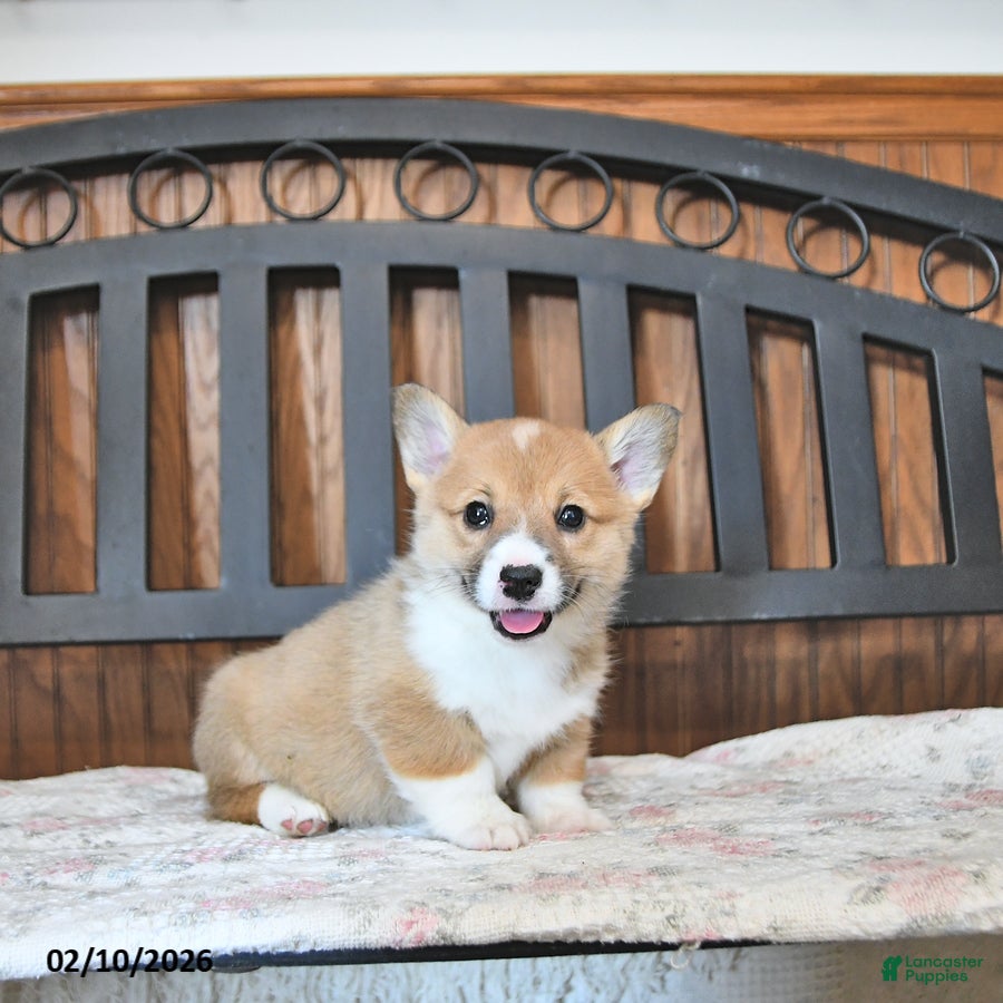 Welsh Corgi Pembroke dogs Tootsie - Ad 38