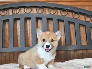 Welsh Corgi Pembroke dogs Tootsie - Ad 38