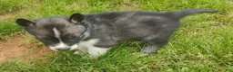 Siberian Husky dogs for sale: Sonya's male 3 - Ad 9