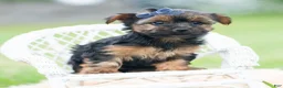 Yorkshire Terrier dogs for sale: Bugatti - Ad 9