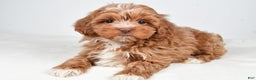 Shihpoo dogs for sale: Jackson - Ad 2