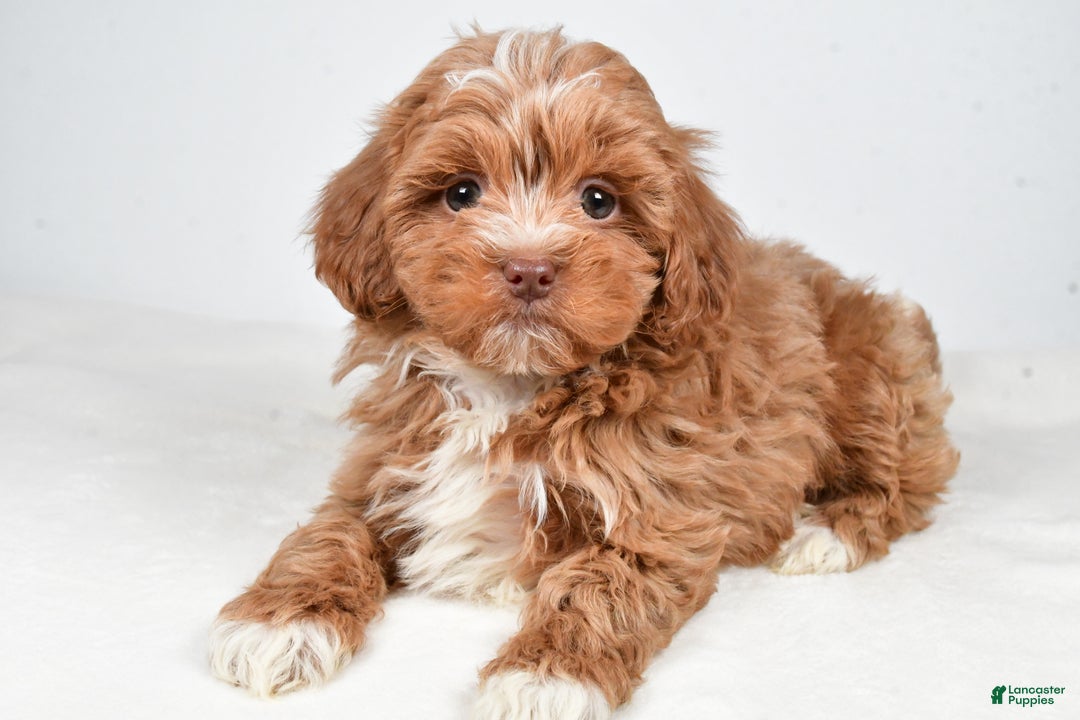 Shihpoo dogs for sale: Jackson - Ad 2