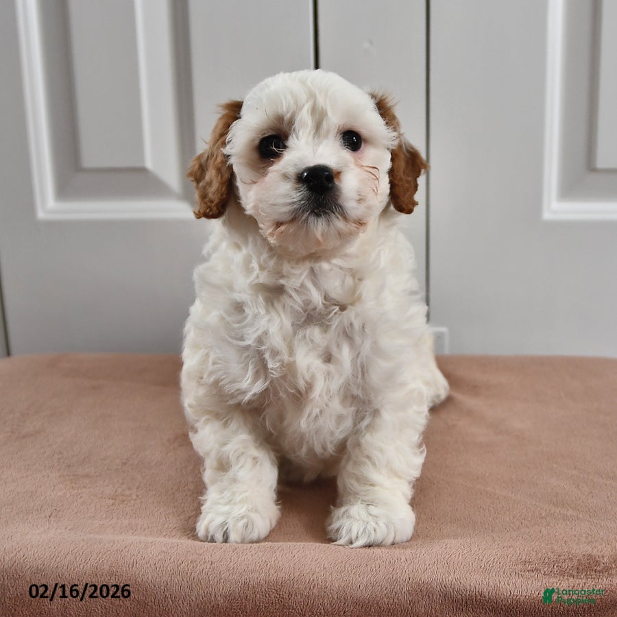 Cavapoo dogs Stacy - Ad 1