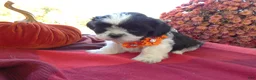 Shih Tzu dogs for sale: Shih Tzu 1 Scooter - Ad 3