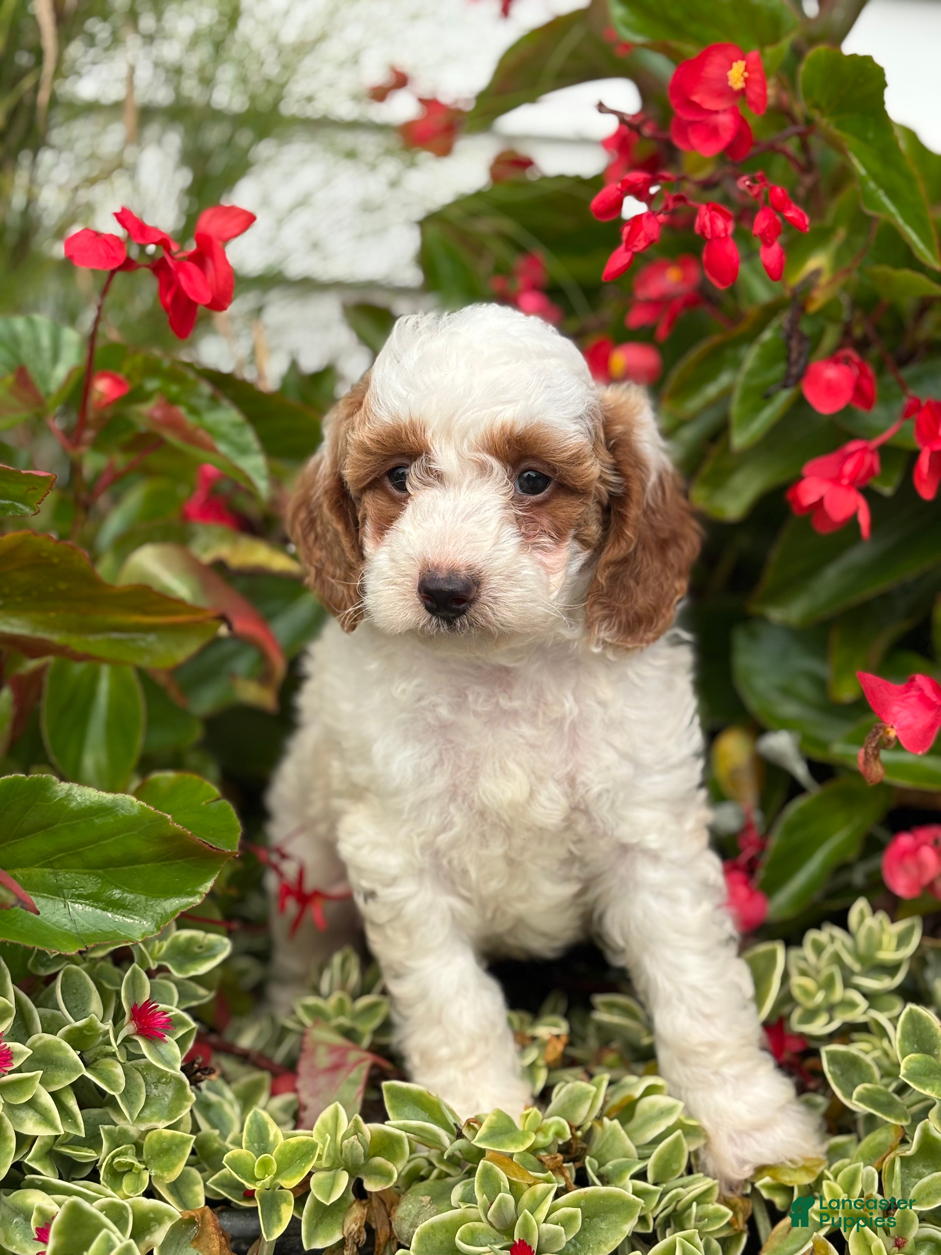 Mini Goldendoodle dogs Griffin - Ad 1