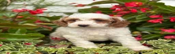 Mini Goldendoodle dogs for sale: Griffin - Ad 1