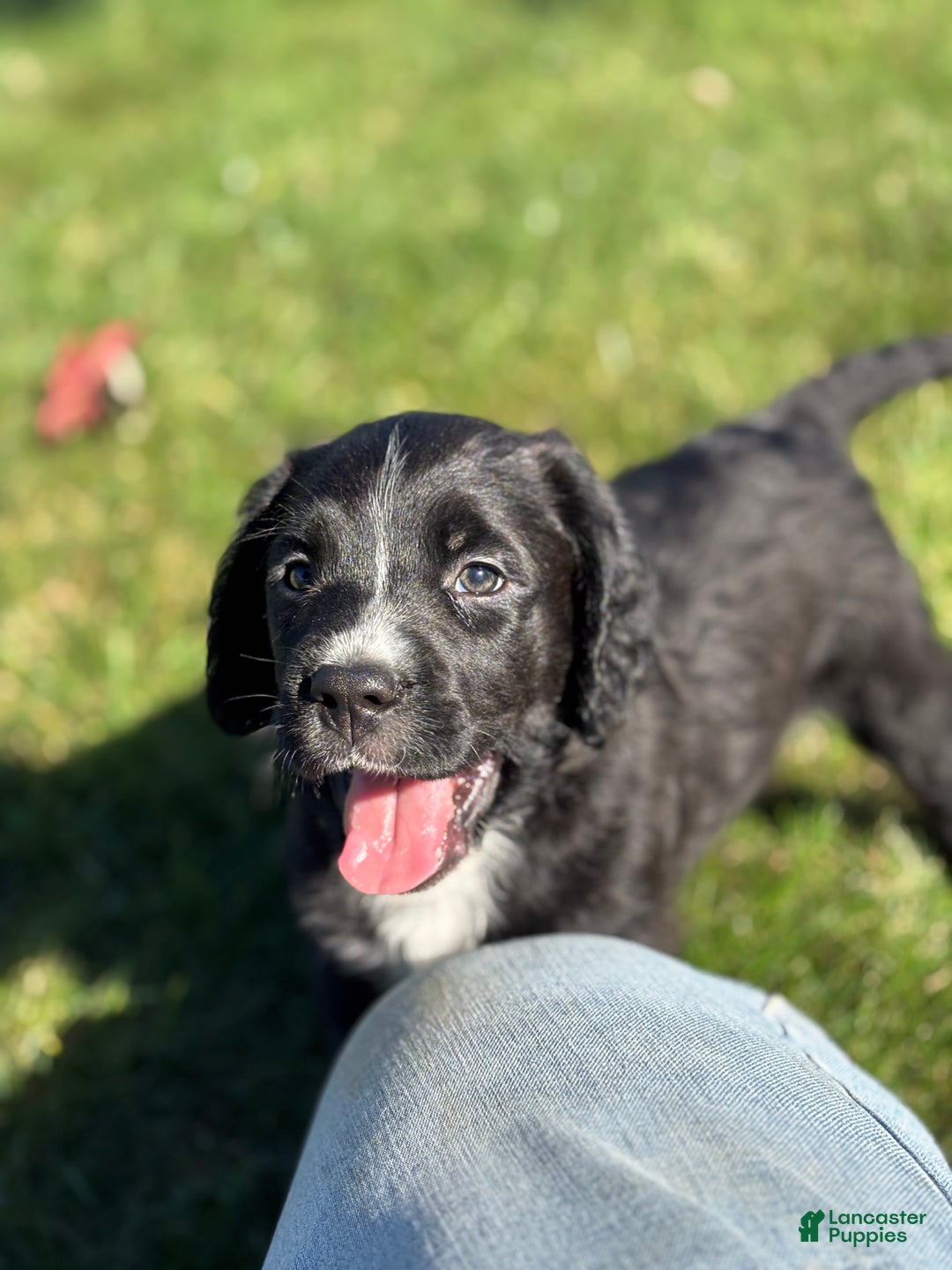 Mixed Breed dogs for sale: Finn - Ad 3