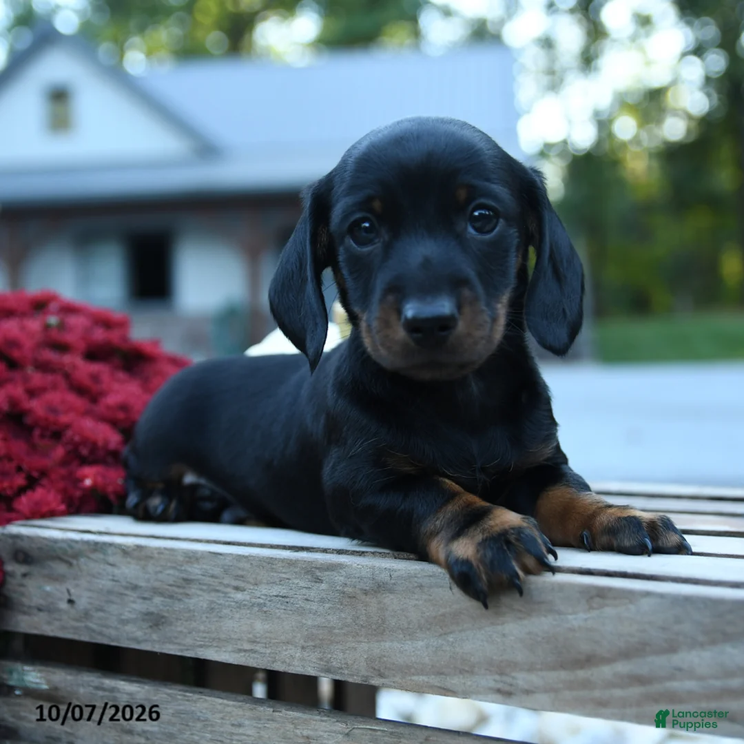 Miniature Dachshund dogs for sale: Wally - Ad 2