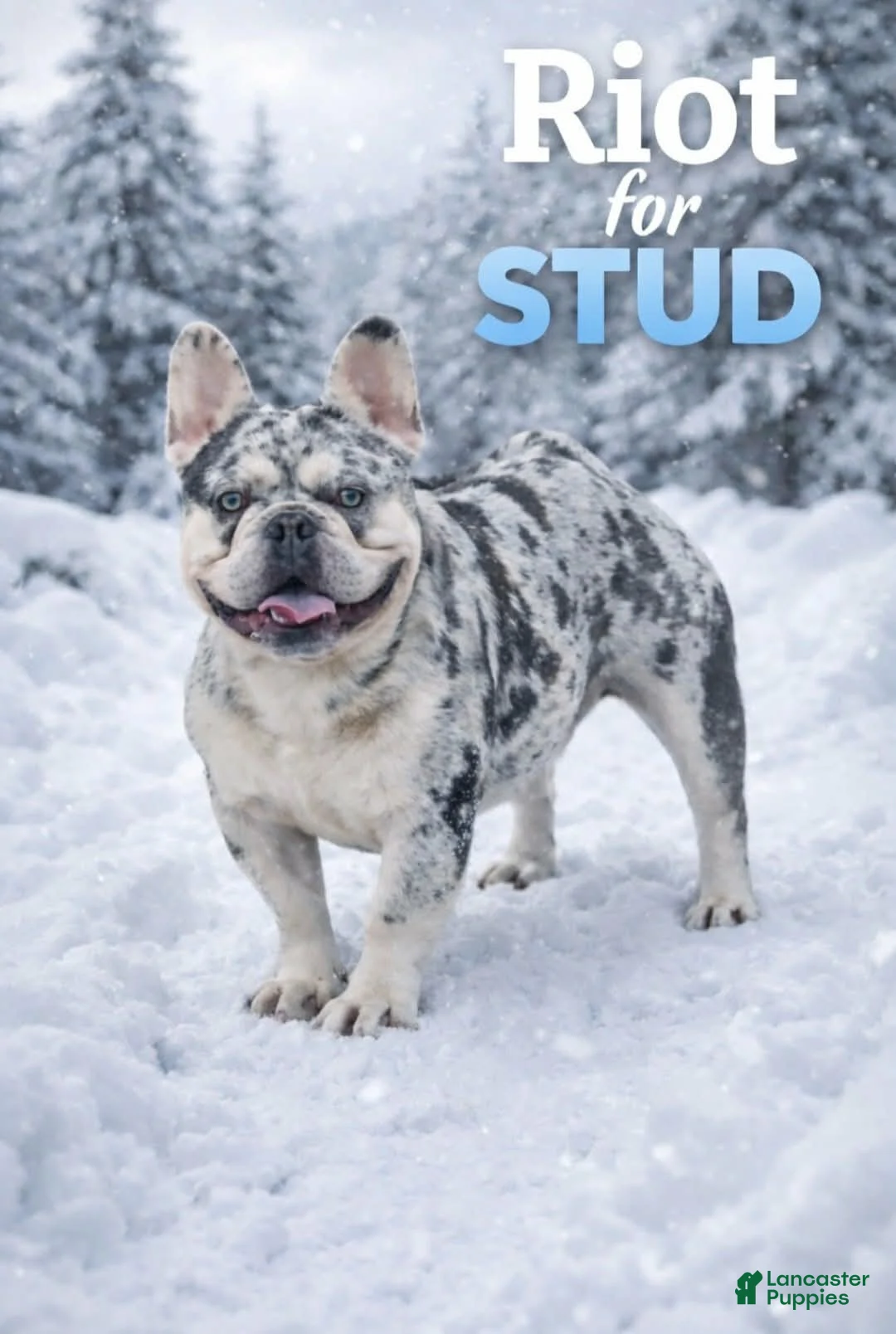 French Bulldog dogs for stud: French Bulldog 1 puppies - Ad 1