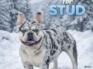 French Bulldog dogs French Bulldog 1 puppies - Ad 15