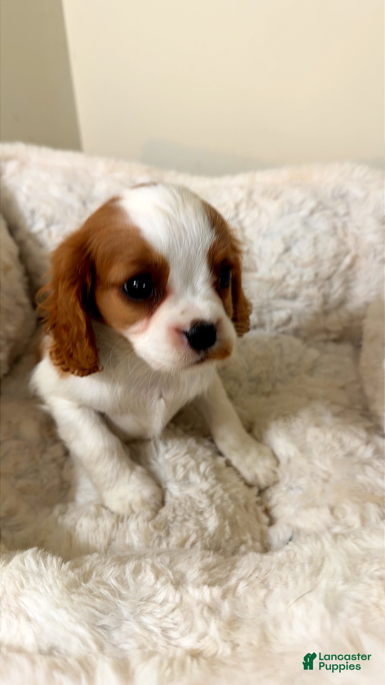 Cavalier King Charles Spaniel dogs Raven  - Ad 3