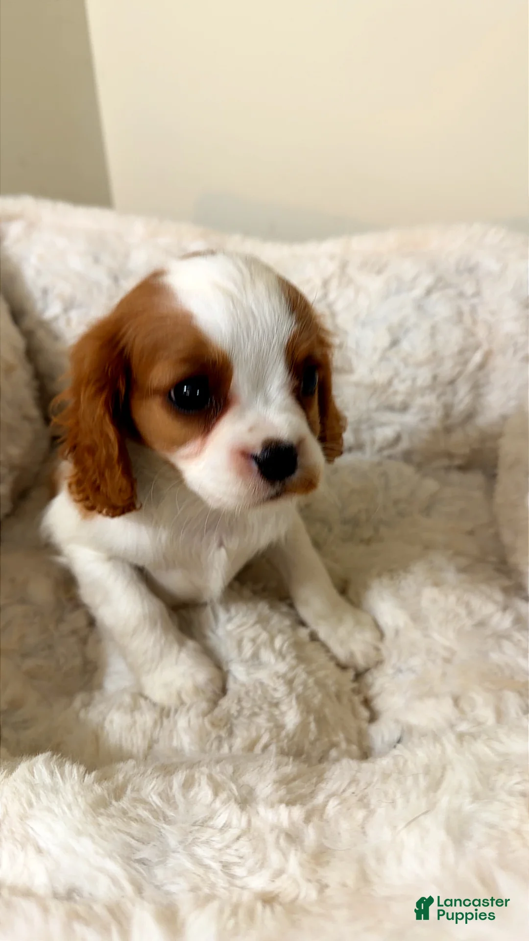 Cavalier King Charles Spaniel dogs for sale: Raven  - Ad 1