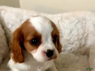 Cavalier King Charles Spaniel dogs Raven - Ad 3