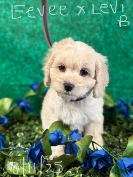 Cockapoo dogs Eevee boy2 - Ad 4