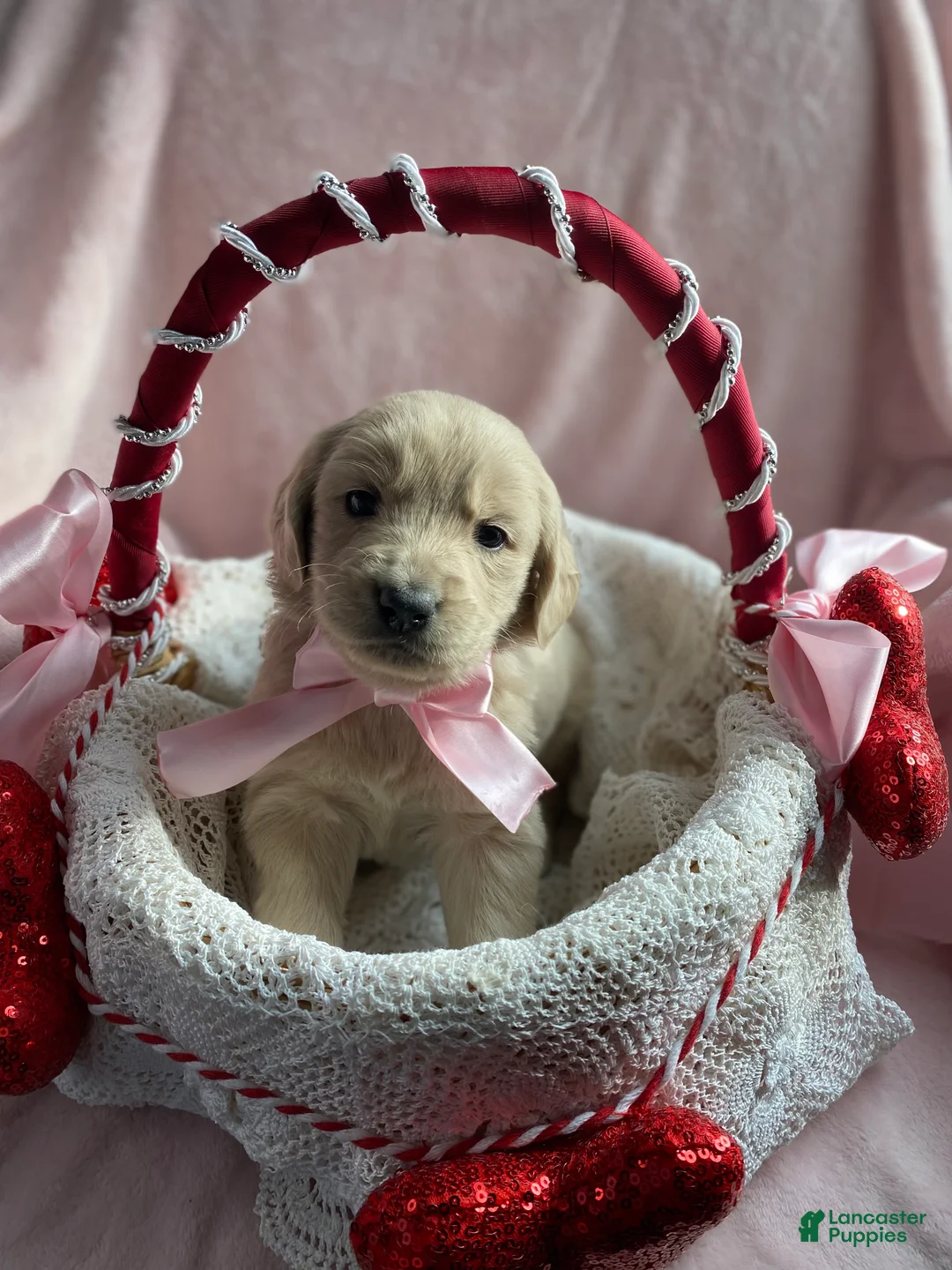 Mixed Breed dogs for sale: Goldilocks  - Ad 2