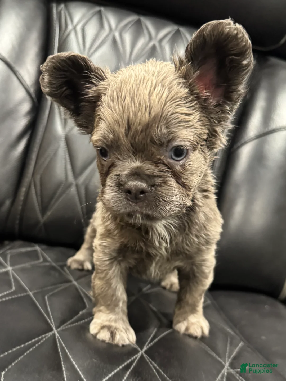French Bulldog dogs for sale: FLUFFY ROXY - Ad 10