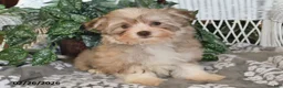 Havanese dogs for sale: Gypsy - Ad 1