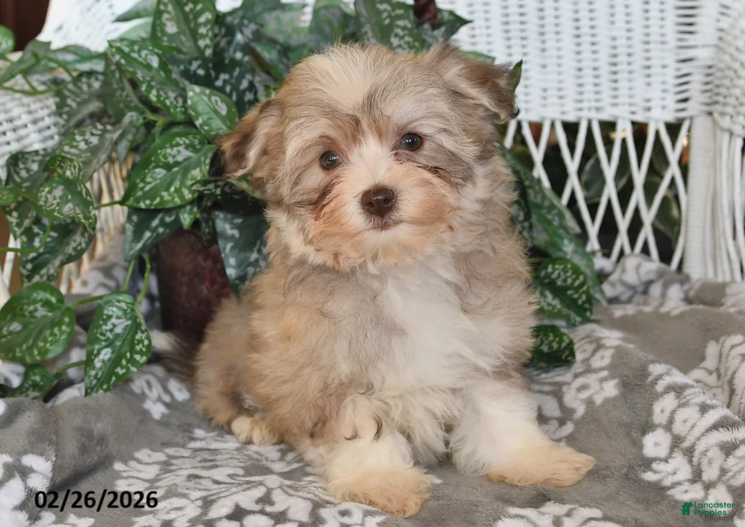 Havanese dogs for sale: Gypsy - Ad 1