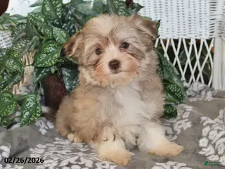 Havanese dogs for sale: Gypsy - Ad 4