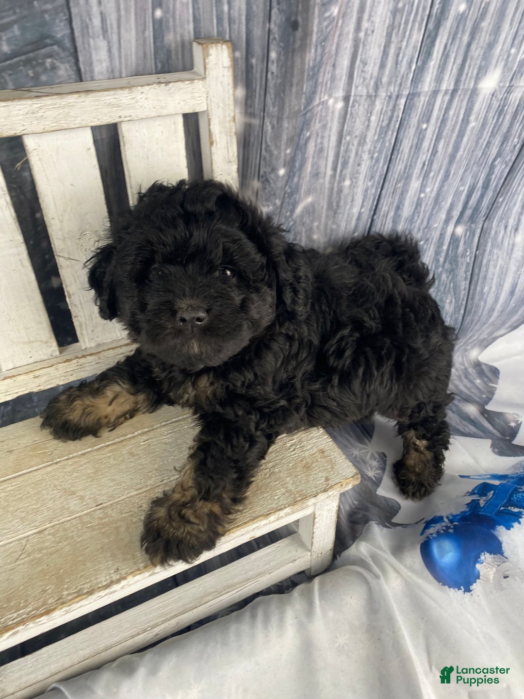 Mini Aussiedoodle dogs for sale: Ilene - Ad 5