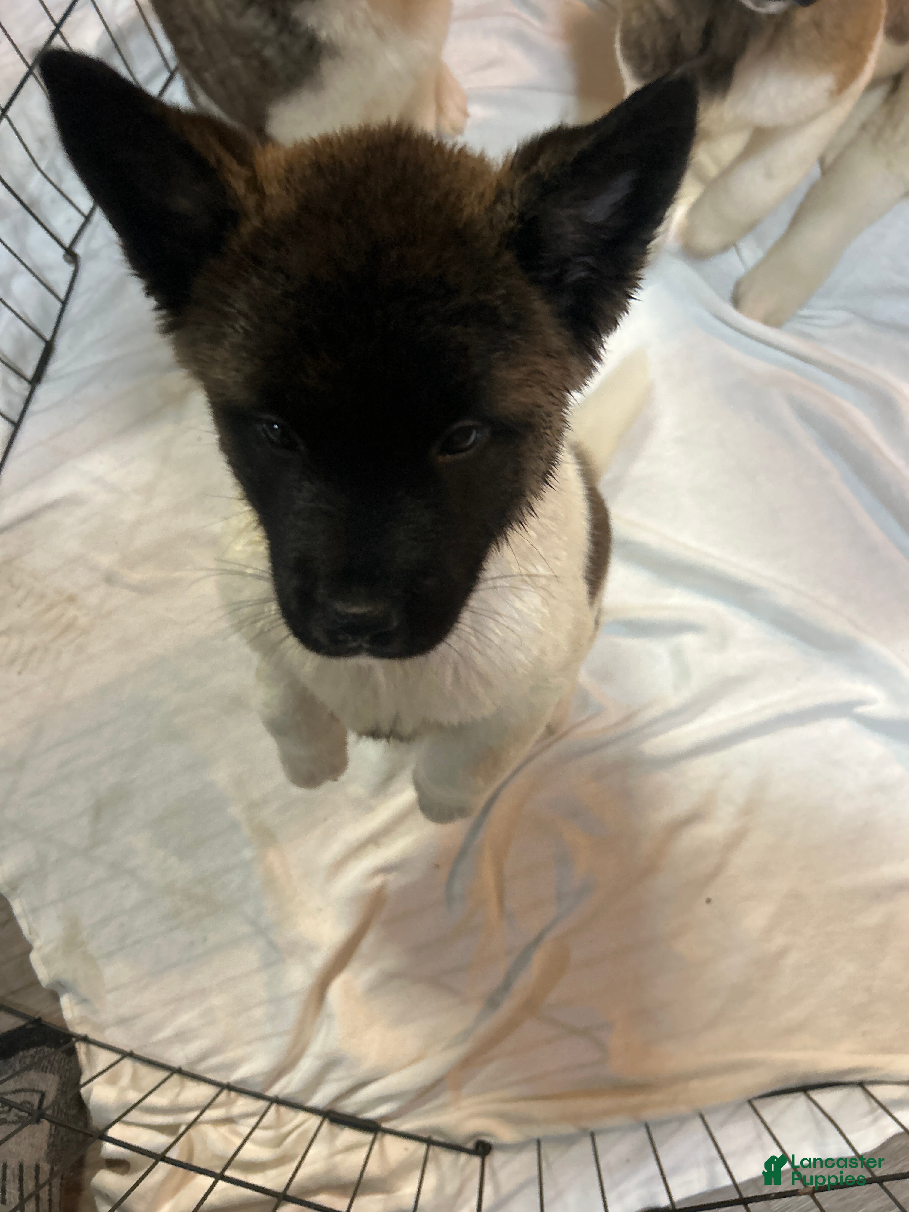 Akita dogs Akita Puppy 1 - Ad 1