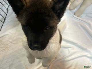 Akita dogs Akita Puppy 1 - Ad 5