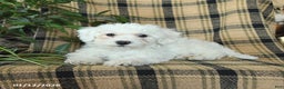 Bichon Frise dogs for sale: Denver - Ad 3