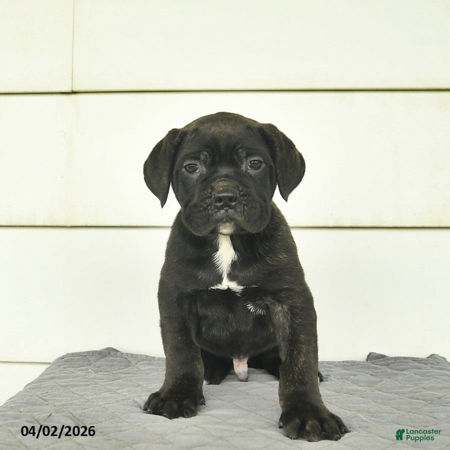 Cane Corso dogs for sale: Max  - Ad 1