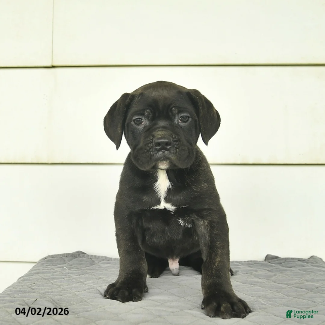 Cane Corso dogs for sale: Max  - Ad 1