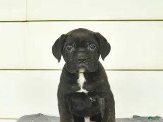 Cane Corso dogs for sale: Max - Ad 1