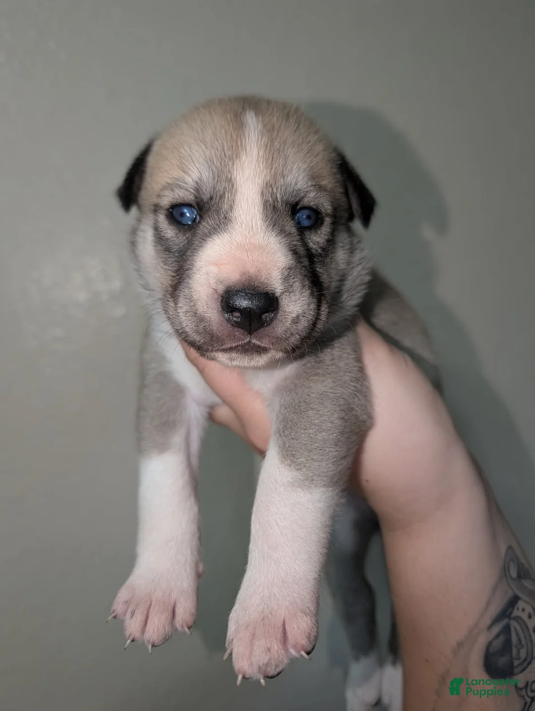 Pitsky dogs for sale: Mindey - Ad 4