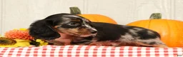 Miniature Dachshund dogs for sale: Blu - Ad 4
